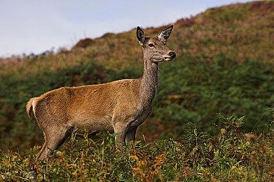 庆祝《怪物猎人》系列20周年 优衣库推出T恤打印服务