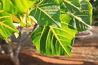 《怪物猎人 崛起》推出追加猎人语音DLC 于2月24日发售